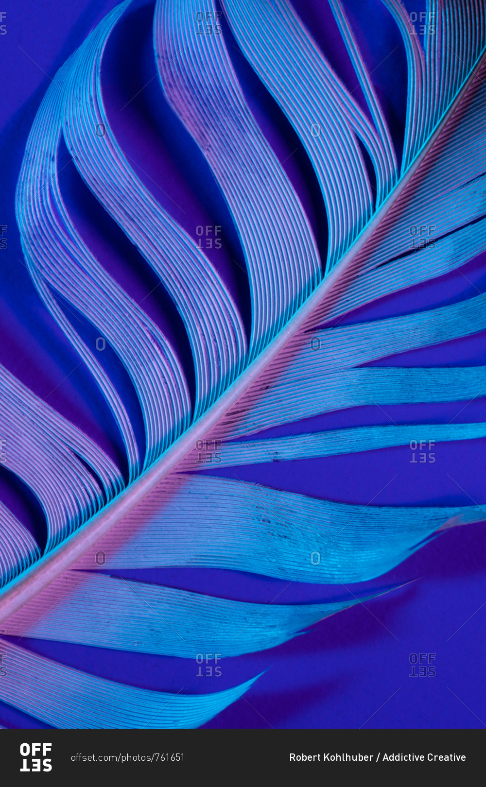Bird feather in violet illumination