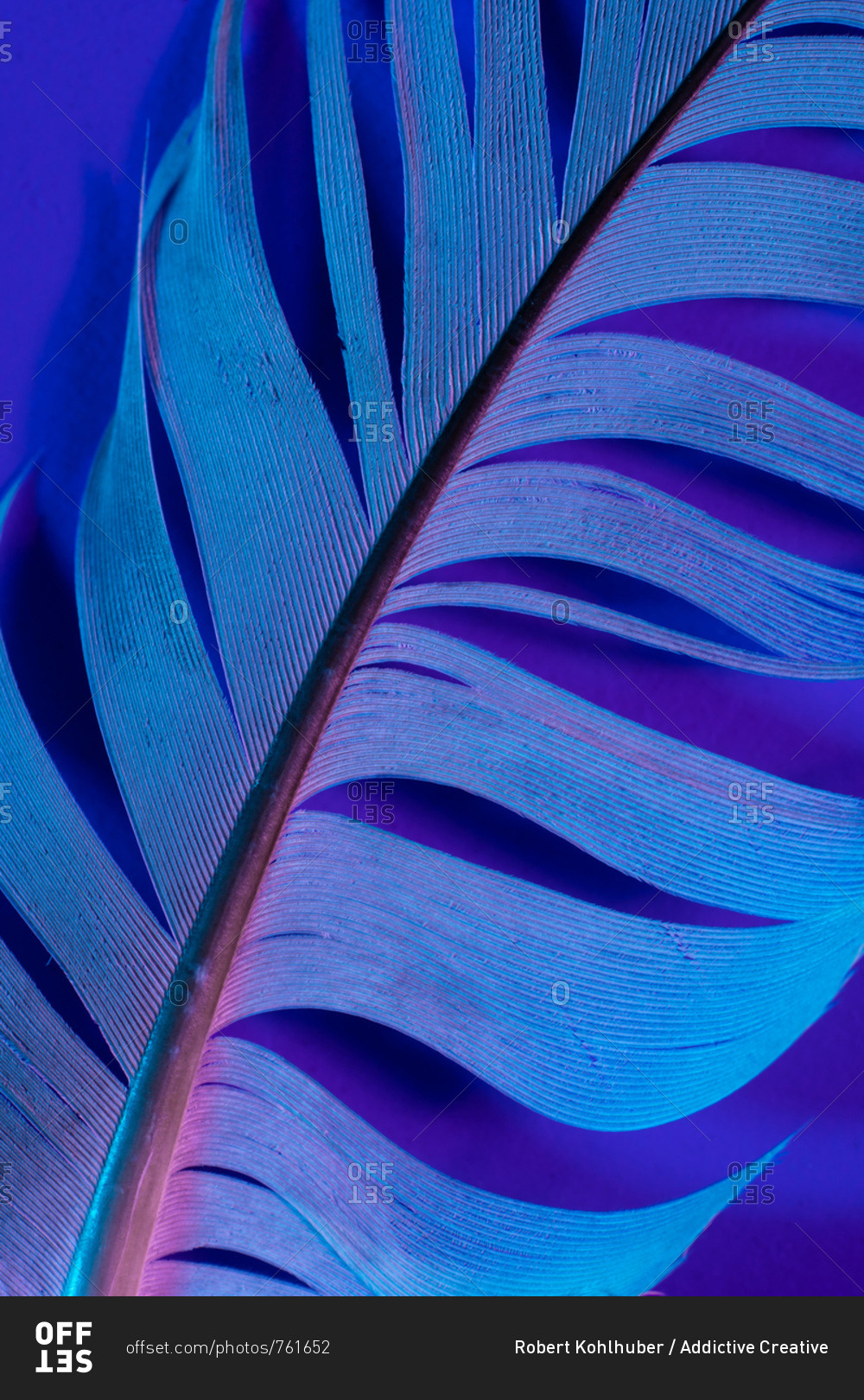 Bird feather in violet illumination