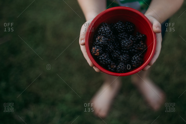 Child holding a bowl full of freshly picked blackberries