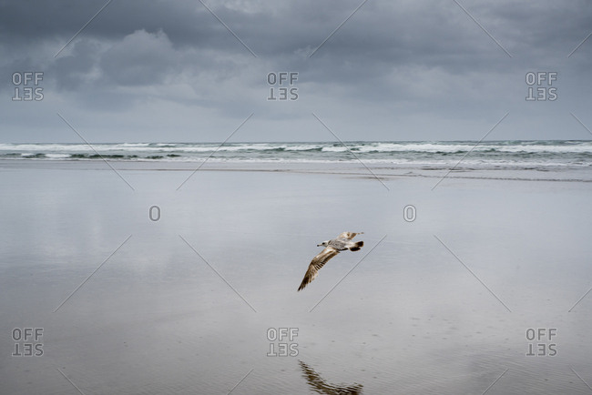 Bird flying at beach against cloudy sky