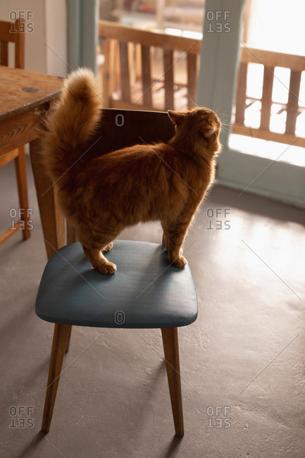 Cat standing on chair at home