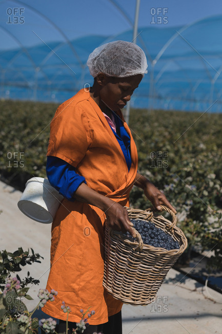 Worker holding blueberries in basket at blueberry farm
