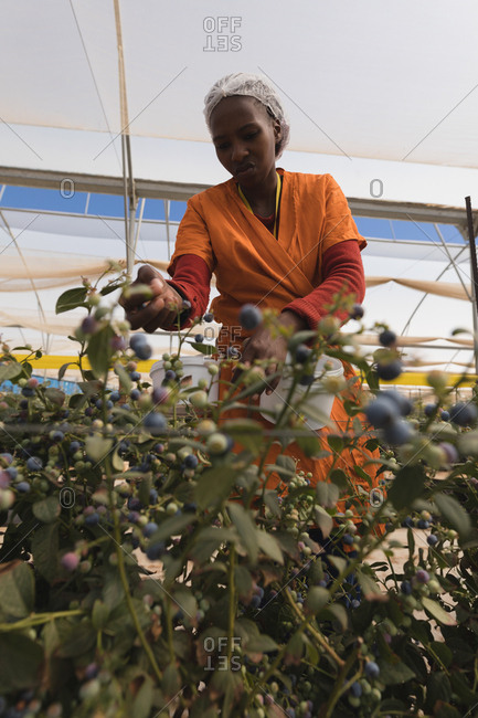 Low angle view of worker picking blueberries in blueberry farm