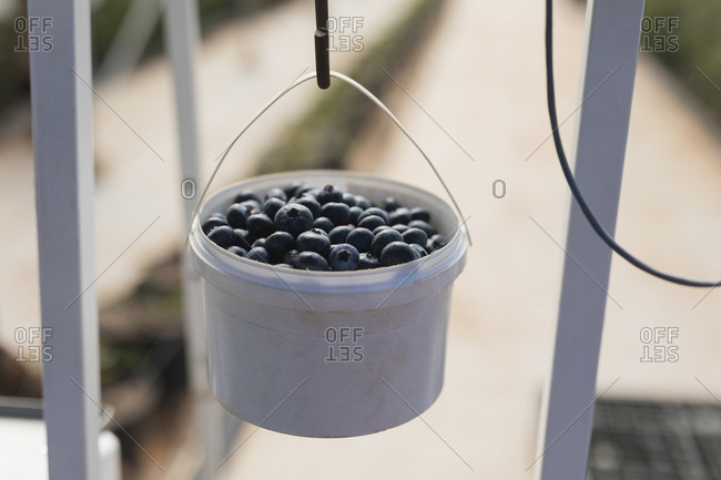 Close-up of blueberries in basket hanging on weighing machine