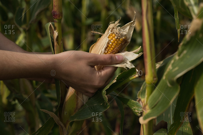 Close-up of woman looking at corn in the corn field