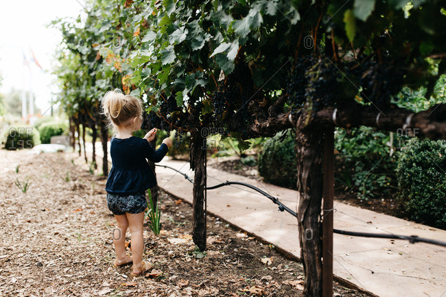 Young girl picking grapes from a vine