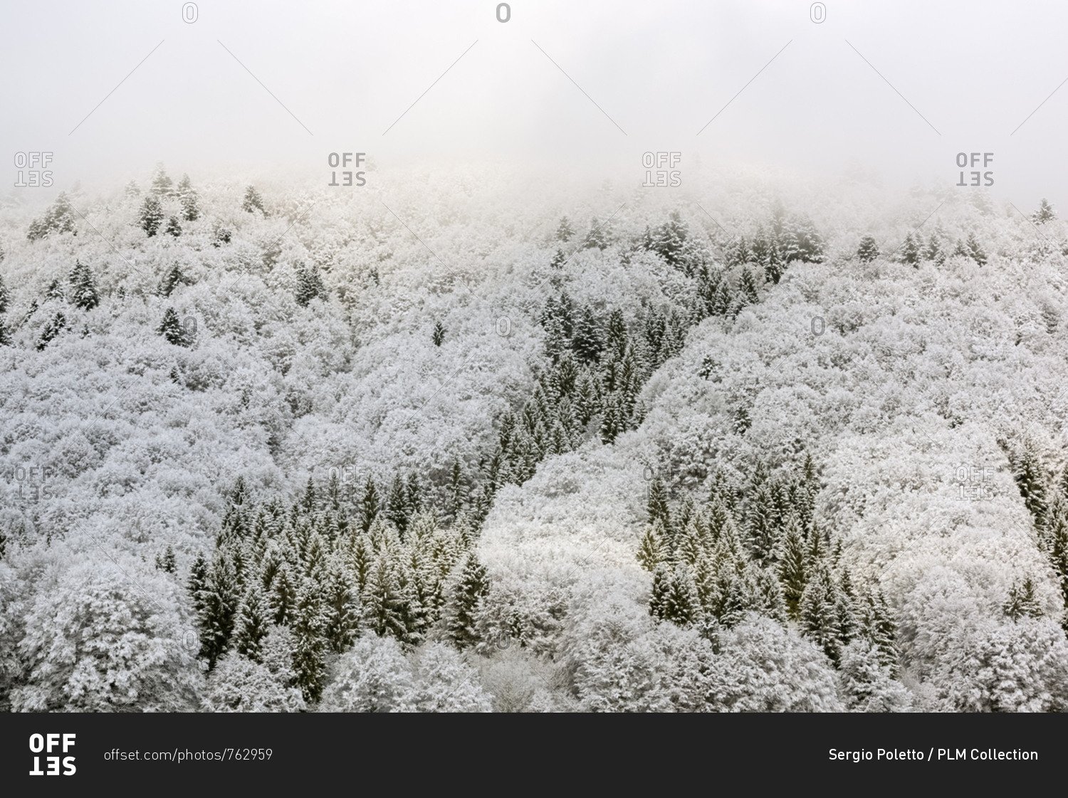 Winter in the Cansiglio Forest, Italy. The previous night, a light snowfall accompanied by intense cold crystallized the ice even on the smallest sprig. At dawn the fog swept fast through the folds of the wood by adding magic to magic. For short moments t