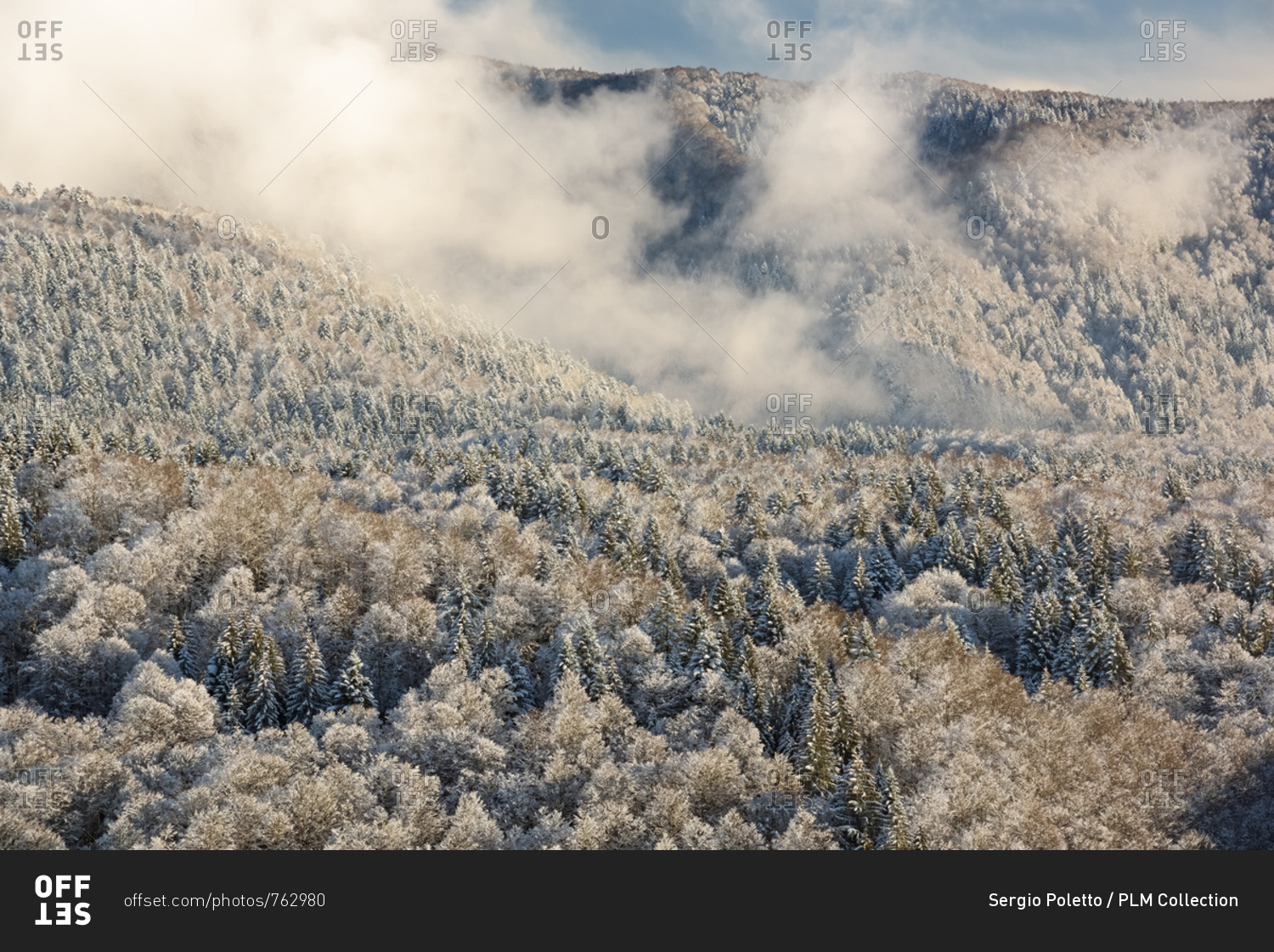 Heavy snowfall in the forest of Alpago near Cansiglio Forest. Low clouds, fog, wind, and sudden rays of light changed the landscape aspect unceasingly, Belluno, Prealps, Veneto, Italy, Europe