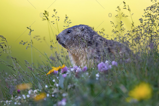 At sunrise peeks out this small marmot wrapped in a beautiful vegetation, Gran Paradiso national park, Piedmont, Italy