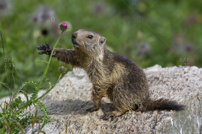 Marmot photographed while collecting a flower, Gran Paradiso national park, Piedmont, Italy