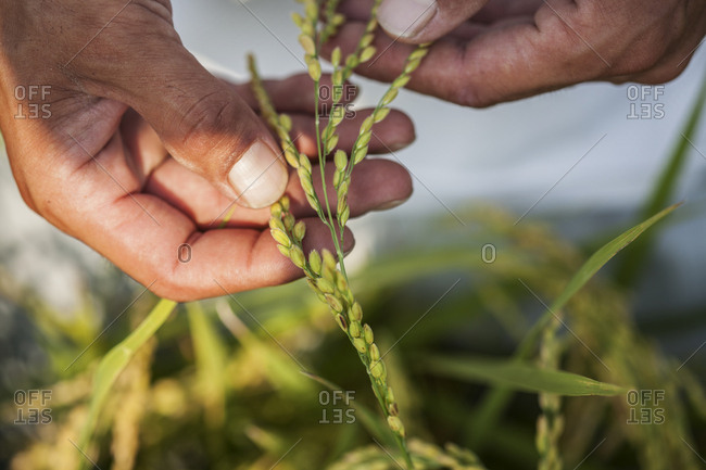 High angle close up of farmer holding rice plant in his palm.