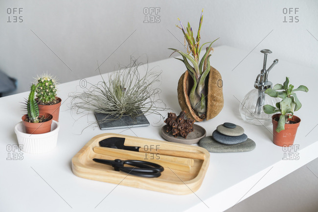 Variation of succulent plants and gardening equipment at home