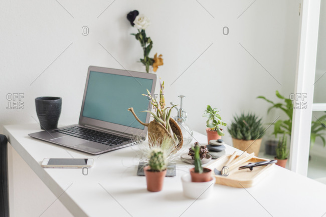 Laptop and variation of succulent plants at home