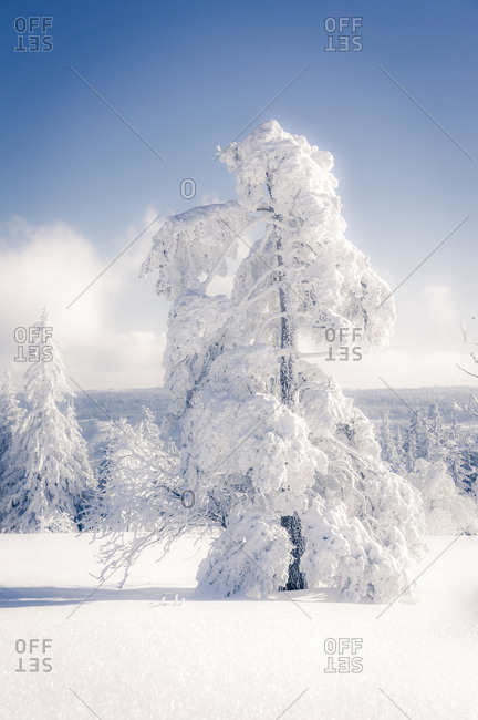 Germany- Baden-Wuerttemberg- Schliffkopf- snow-covered tree at Black forest