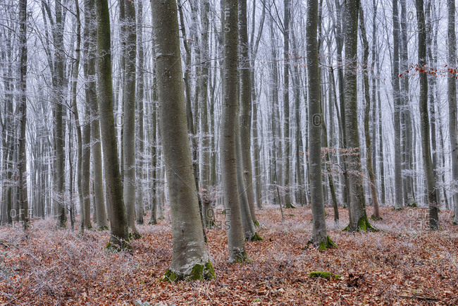 Hoar-frost at beech forest - Offset