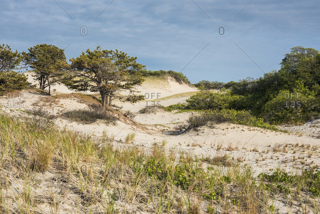 Trees and beach grass growing on coastal sand dunes at beach
