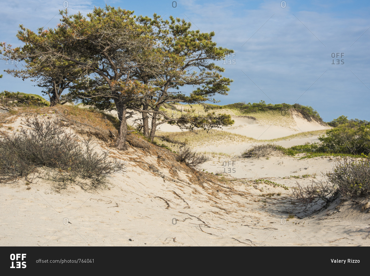 trees-growing-on-coastal-sand-dunes-near-beach-stock-photo-offset