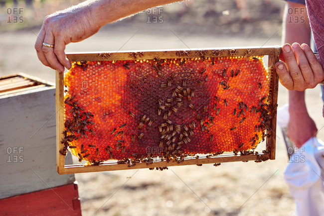 A honeycomb frame of a bee hive held by a bee keeper showing bees working around the honeycomb and the honey.