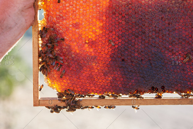 A honeycomb frame of a bee hive held by a bee keeper showing bees working around the honeycomb and the honey.