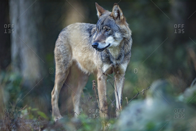 Eurasian wolf in the forest