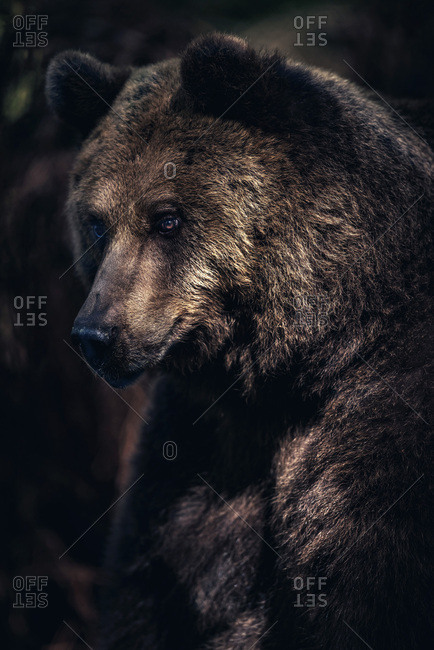 Eurasian brown bear in a dark forest