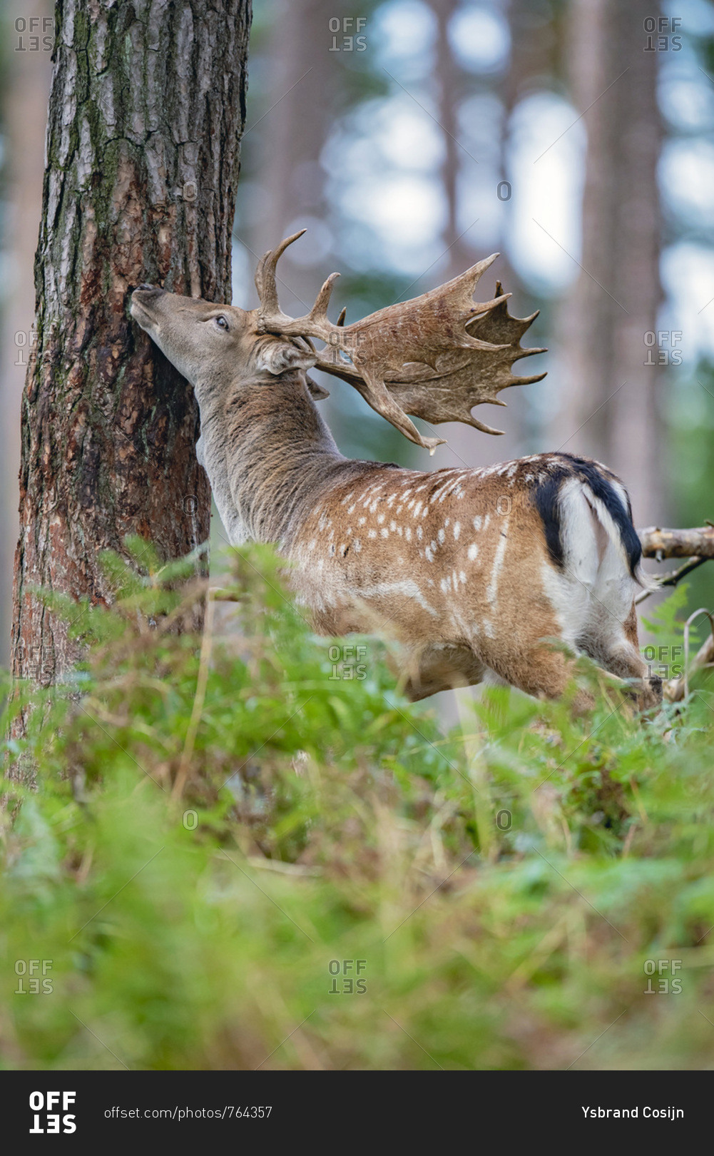 Deer rubbing antlers on a tree stock photo - OFFSET