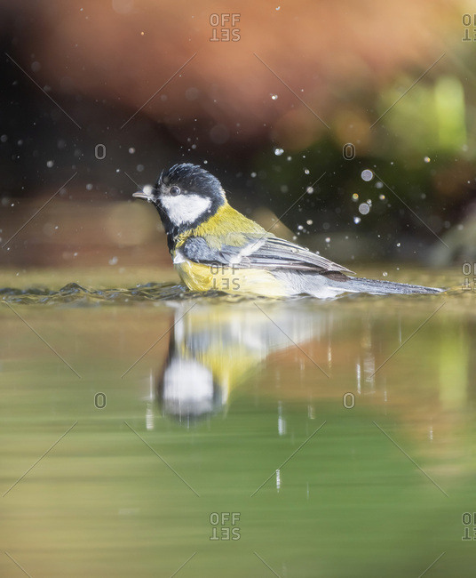 Great tit bird splashing in water