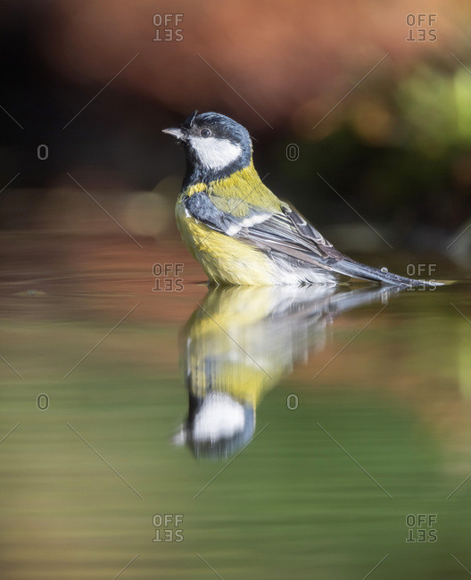 Great tit bird in a bird bath