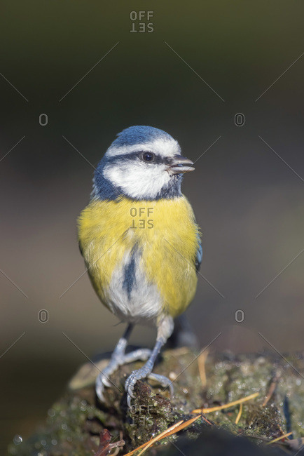 Close up of a great tit bird