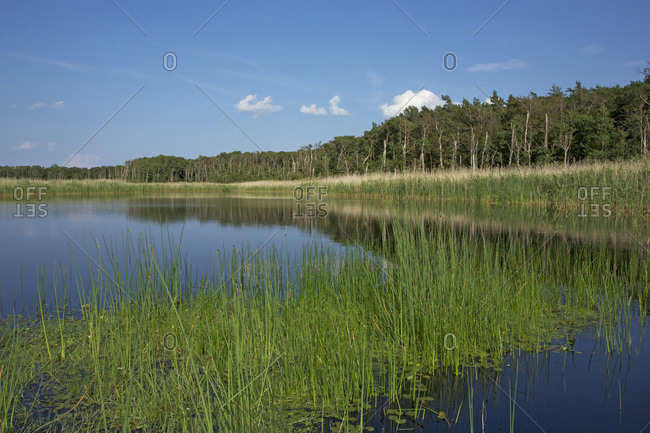 Therbrenner See (lake) with rushes and reet, a beach lake on the western beach of Darss peninsula,