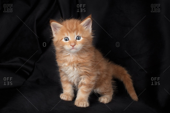 Maine Coon Kitten On Black Background Red And Fluffy Stock Photo Offset