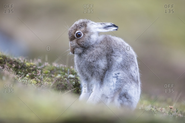 Snow Bunnies Stock Photos Offset - 