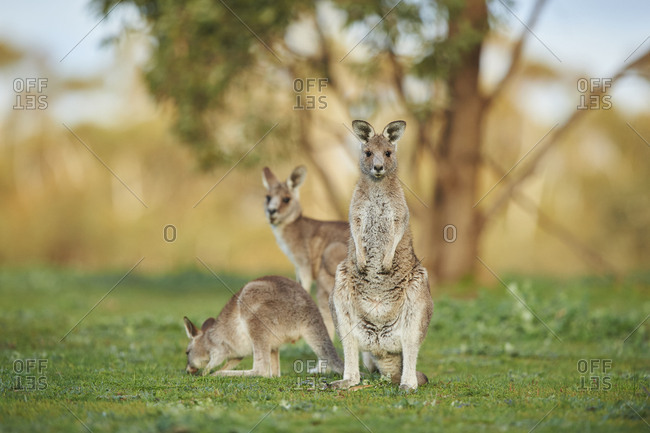Eastern Gray Kangaroo (Macropus giganteus), meadow, standing, Victoria, Australia, Oceania