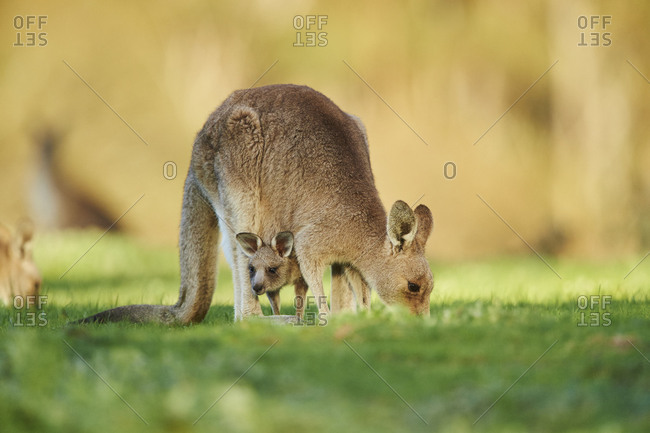 Eastern Gray Kangaroo (Macropus giganteus), meadow, standing, Victoria, Australia, Oceania