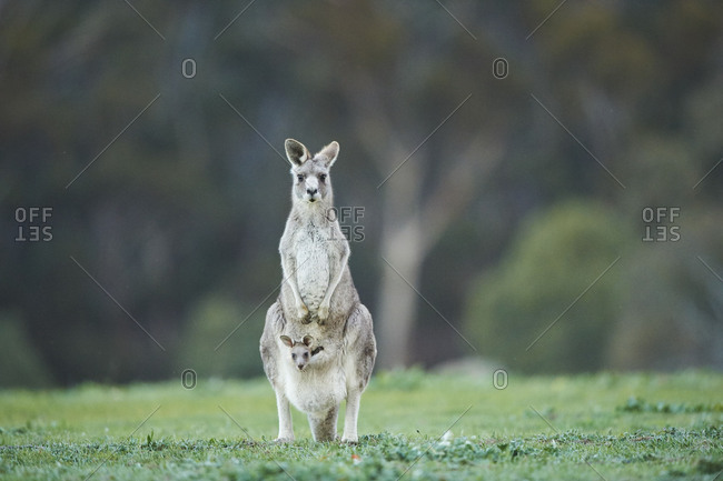 Eastern Gray Kangaroo (Macropus giganteus), meadow, standing, Victoria, Australia, Oceania