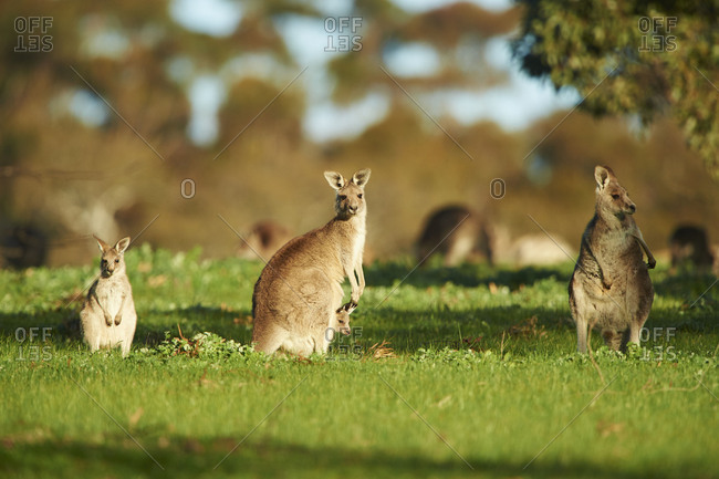 Eastern Gray Kangaroo (Macropus giganteus), meadow, standing, Victoria, Australia, Oceania