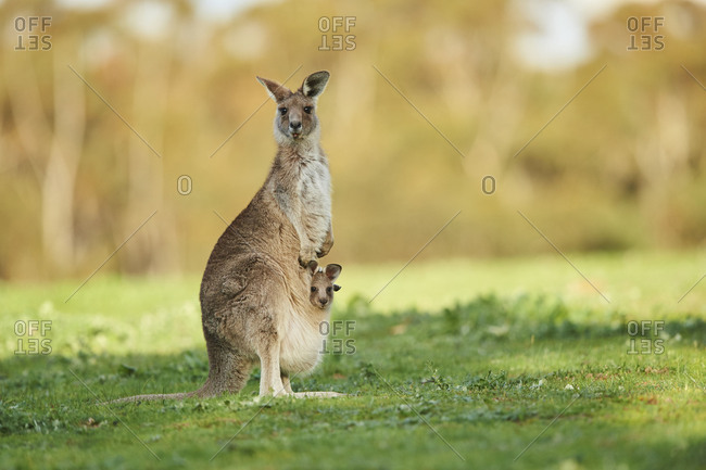 Eastern Gray Kangaroo (Macropus giganteus), meadow, standing, Victoria, Australia, Oceania