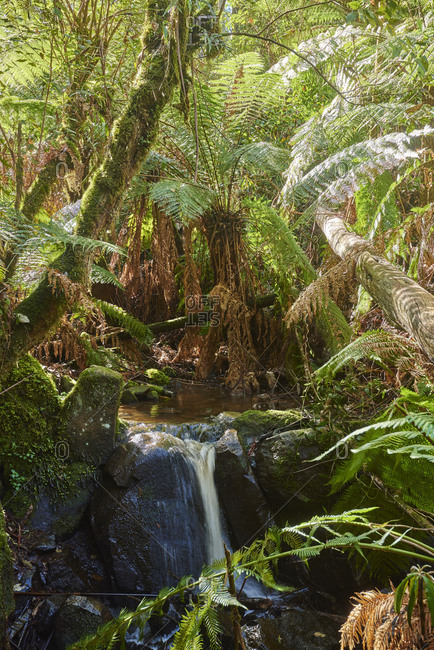 Landscape, Sherbrooke Creek, Sherbrooke Falls, Watercourse, Rainforest, Tree Fern (Dicksonia antarctica), Dandenong Ranges National Park, Melbourne, Victoria, Australia, Oceania