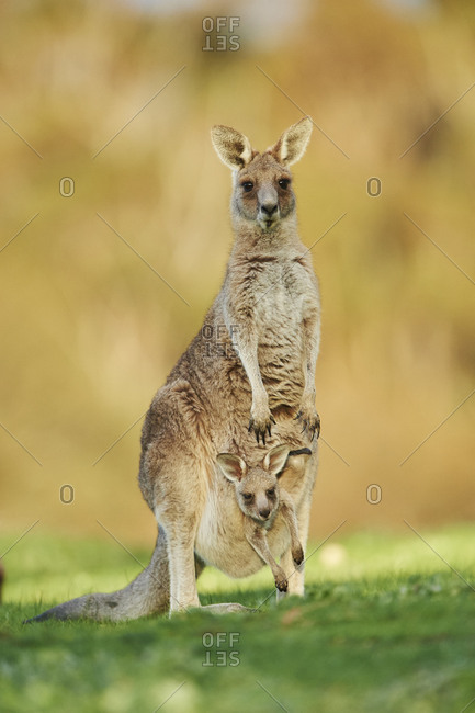 Eastern Gray Kangaroo (Macropus giganteus), meadow, standing, Victoria, Australia, Oceania