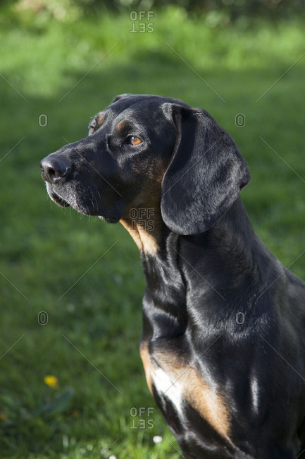 Polish hunting dog, close-up