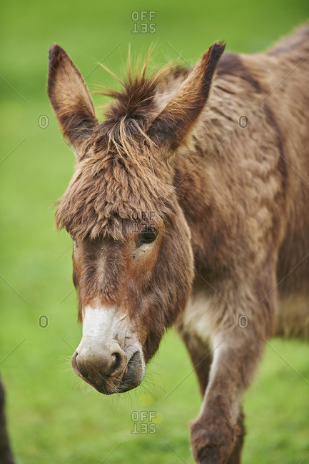 Donkey, Equus asinus asinus, in a meadow