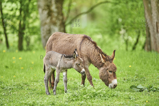 Donkey, Equus asinus asinus, female and foal in a meadow