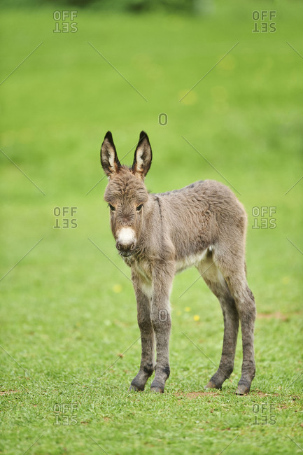 Donkey, Equus asinus asinus, foal in a meadow
