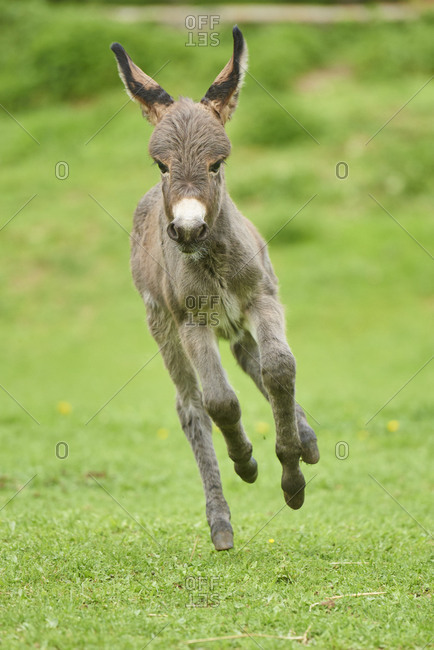 Donkey, Equus asinus asinus, foal in a meadow