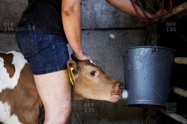 Young woman standing in a barn, hand rearing a Guernsey calf.