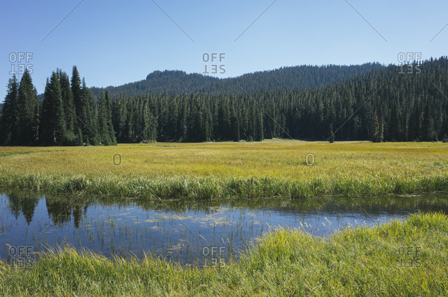 Bumping River flowing through alpine meadow and forest along the Pacific Crest Trail in the Cascades range on the Pacific Crest Trail.