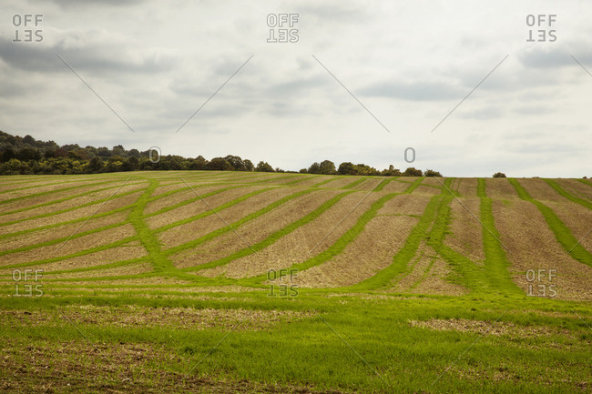 Farmland landscape in August, a rolling landscape with green and brown fields, green crop growing in strips across the ploughed fields after harvest.