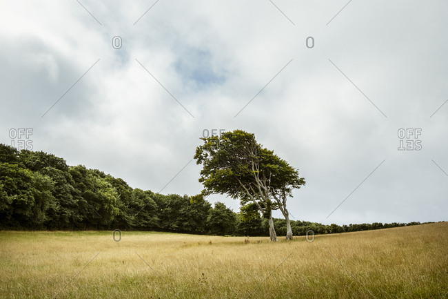 View across a field of tall grass in summer, windswept bent over trees and woodland.