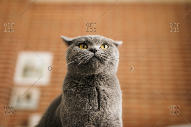 British Shorthair Cats Stock Photos Offset