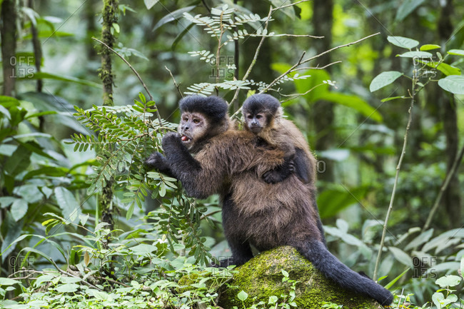 Brazilian Monkey, Macaco Prego Stock Image - Image of cebus, tuft